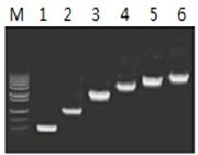50μl 擴(kuò)增體系中，以 5ng λDNA 為模板，對 500bp~6.0kb 的擴(kuò)增結(jié)果