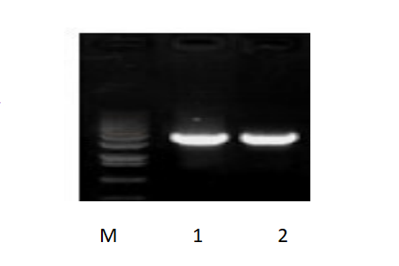 50μl 擴(kuò)增體系，以 50ng 人基因組DNA 為模板，對(duì) 3kb 片段擴(kuò)增結(jié)果。