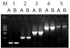 使用普通（A組）及含染料（B組）的2×Taq Master Mix配制的50μl擴(kuò)增體系，以5ng λDNA為模板， 對500bp～6.0kb片段的擴(kuò)增結(jié)果