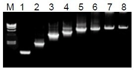 50μL 擴(kuò)增體系中，λDNA 為模板，擴(kuò)增 1kb~20kb 片段。
