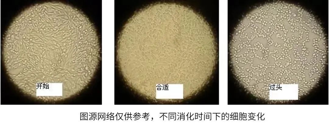 不同消化時間下的細胞變化