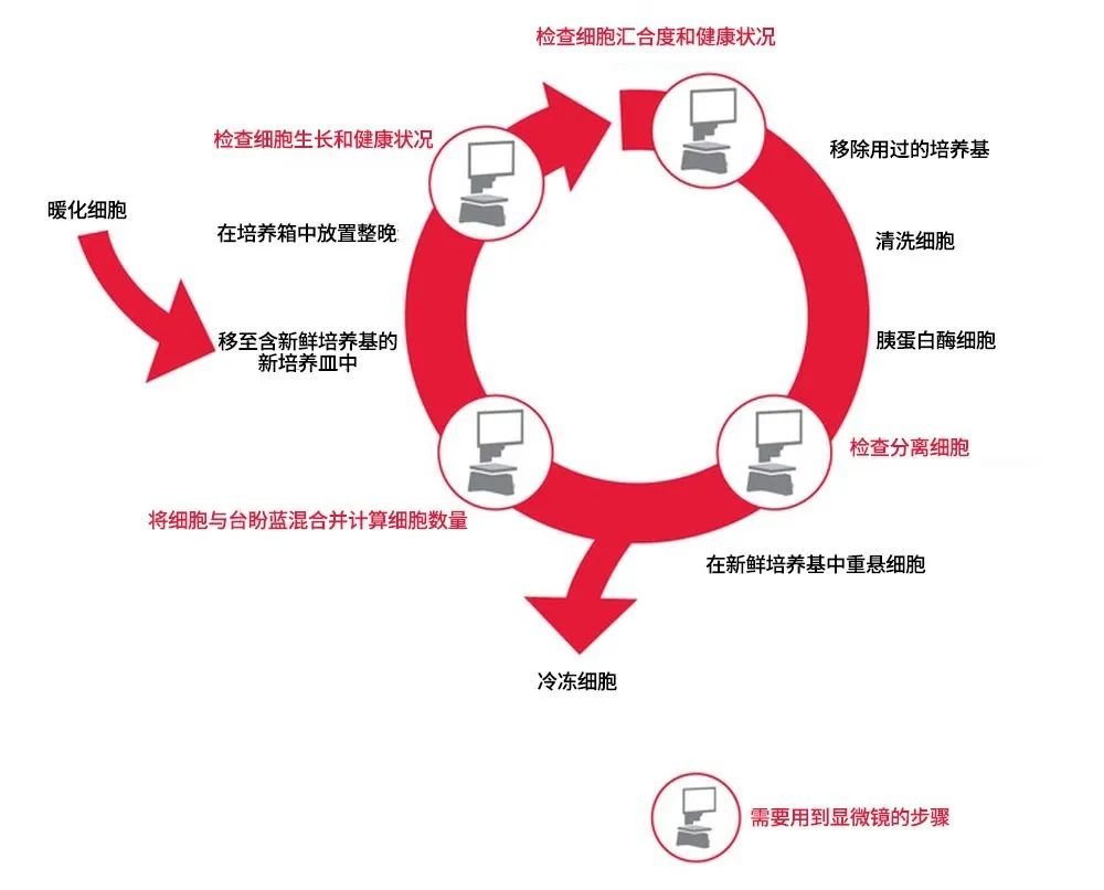 傳代培養(yǎng)工作流程中標紅的步驟表示需要使用顯微鏡檢查