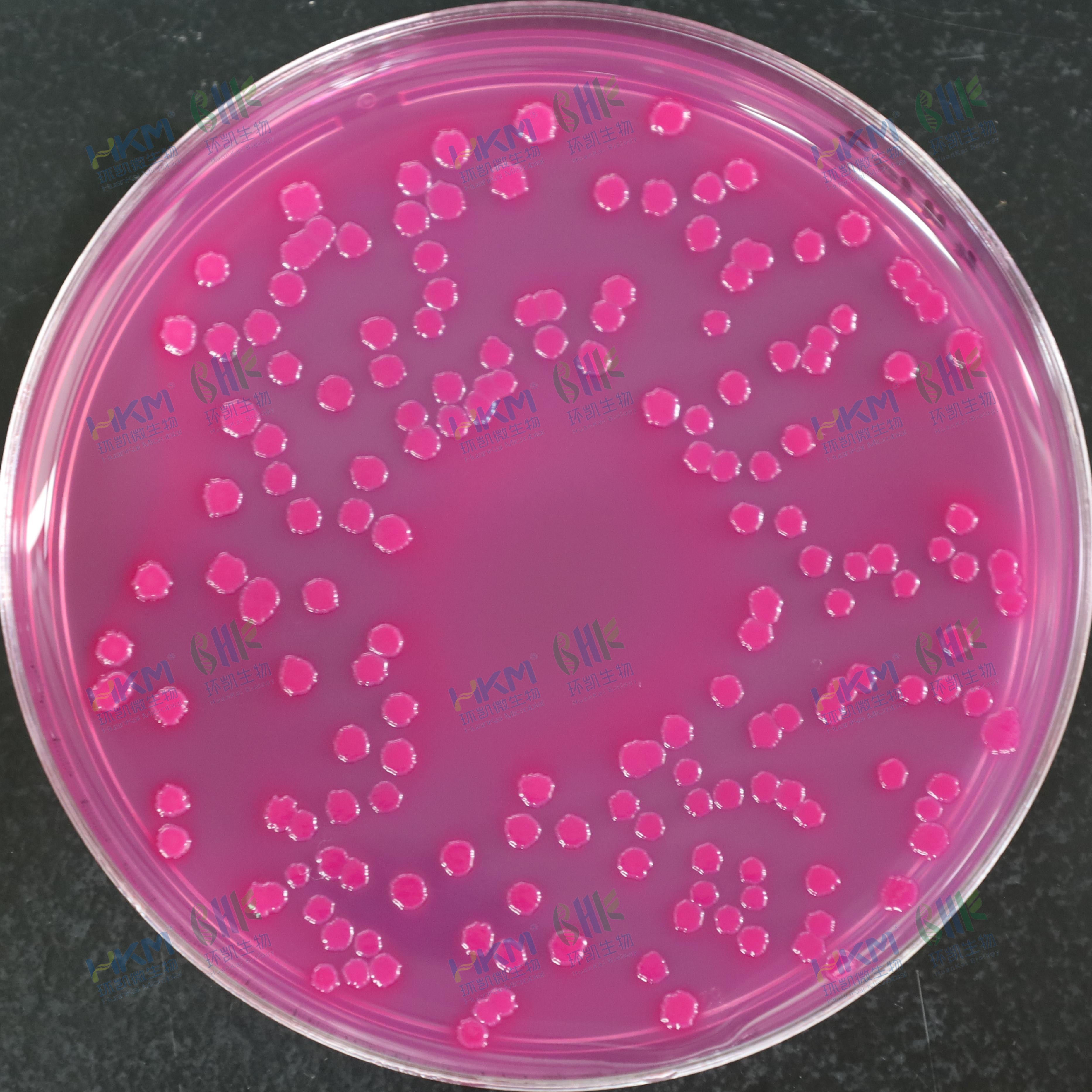 大腸埃希氏菌CMCC(B)44102【紫紅色菌落，可有膽鹽沉淀圈】